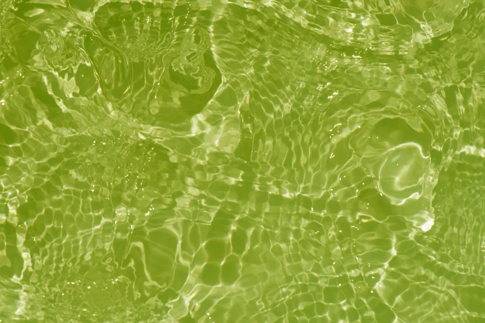 How to Remove Green Algae from Your Pool